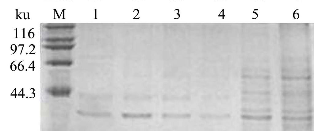 subtilis WB800/pMA0911 a: 各菌株发 在五种纳豆激酶枯草表达体系中, 启动子 P HpaII 的表 酵上清液中纳豆激酶酶活随时间的变化曲线 b: 各菌株生长曲 达效果最好, 明显优于其他四种启动子 各菌株生长 线 c: 纤维蛋白平板法检测发酵上清液中纳豆激酶的活性 1, 曲线如图 4b, 数据表明, 纳豆激酶活性的变化不是由 B.