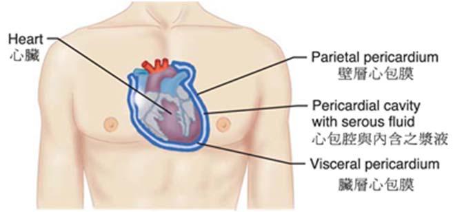 胸腔 (Thoracic cavity) 3 (3) 心包腔 (pericardial cavity): 位於兩肺之間, 前面胸骨延伸到後面脊柱間的空間及構造 不包括肺臟 2.