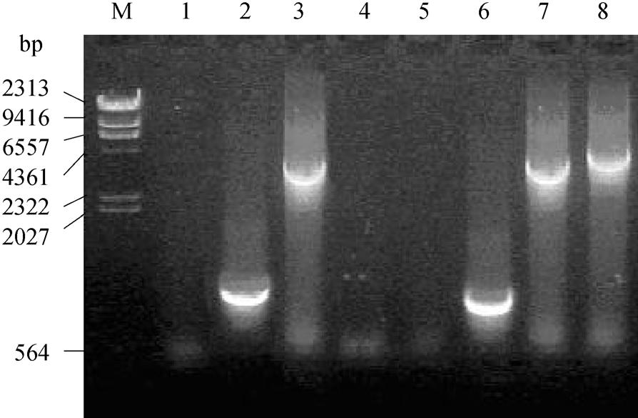 YEPD, 2.5 自克隆菌株的小型发酵实验, 4, ( 4), 8 YSF31 34 GSH1 ADH2, ADH II, 65-N ( 2) CO 2, 图 3 受体菌和转化子的 PCR 分析 Fig.