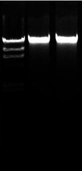 基因组 DNA 提取得率和纯度 微量样本基因组 DNA 的产量与样本来源 保存条件 酶解程度以及操作有关, 口腔拭子基因组 DNA 提取试剂盒提供了一种有效的获得微量样本基因组 DNA 的方法, 一般一个口腔拭子可获得 0.5-3μg 的基因组 DNA( 根据口腔拭子上含有的细胞数量有关 ) 获得的基因组 DNA 纯度高, 其 OD260/280 1.7-1.
