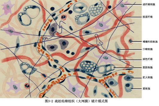 细胞 (cell): 细胞多种多样 : 结缔组织 成纤维细胞 巨噬细胞