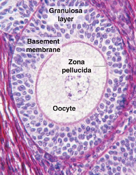 2. 初级卵泡 Primary follicle 3 透明带 (zona
