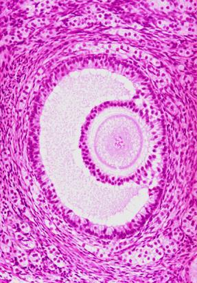 3. 次级卵泡 Secondary follicle 卵泡细胞 多层 (8-12 层 ) 卵泡腔, 卵泡液