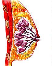 乳腺 (galactophore) 一般结构 : 结缔组织将乳腺 15-25