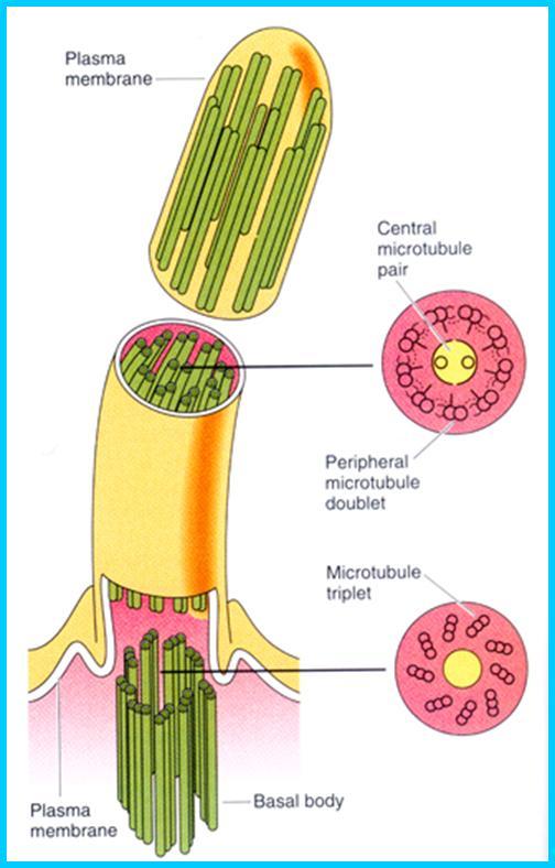 纤毛 (cilium): 表面 : 细胞膜 ; 中轴 : 为细胞质,