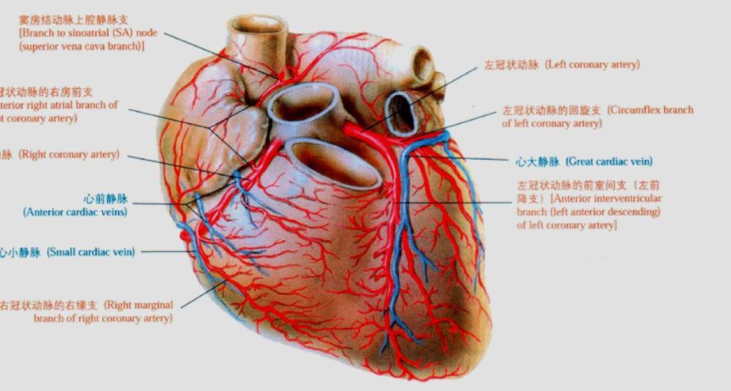 一 心脏血管基础知识 心脏的外观及血管 左冠状动脉