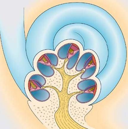 神经和螺旋神经节等 人的蜗管以蜗轴为中心盘绕两圈半