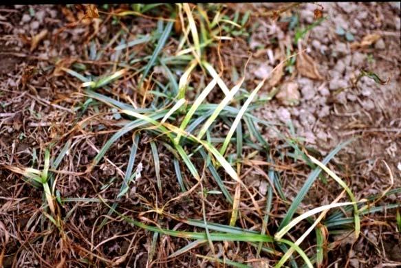對於多年生草, 僅能殺死其地上部 系統性除草劑