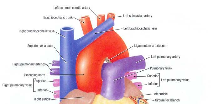 The arteries The coronary sinus