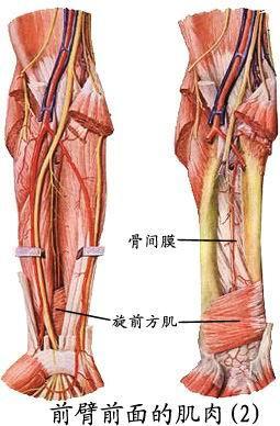 前臂旋后 ), 每块肌的功能多与名称一致 (1) 前群 : 共 9 块, 浅层由桡侧向尺侧依次为 : 肱桡肌 旋前圆肌 桡侧腕屈肌 掌长肌 指浅屈肌和尺侧腕屈肌, 深层包括拇长屈肌
