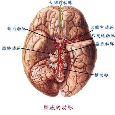 八 脑脊液及其循环脑脊液是一种无色透明的液体,