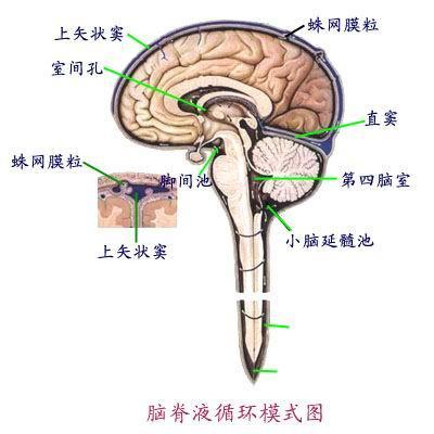脑脊液产生于各脑室脉络丛 作用 : 保护脑和脊髓, 维持颅内压,