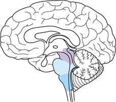 上視丘 epithalamus 具有脈絡叢 製造腦脊髓液 具有松果腺 控制生物節律 視丘 thalamus 控制進出大腦的重要轉運站 感覺訊息傳入大腦的主要輸入中心 是傳遞感覺衝動感覺衝動的接力站 來自脊髓脊髓或視丘下部視丘下部的神經纖維, 需在此轉換神經元再傳入大腦的感覺區 運動訊息離開大腦的主要輸出中心 可協調情緒的表達 ( 邊緣系統 ) 下視丘