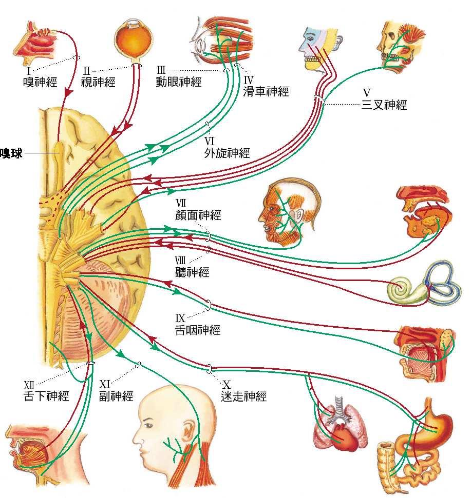 經2009/11/19 周邊神經的分類 依來源 腦神經 脊神經 依組成 混合神經 感覺神經 運動神經 依訊息方向 感覺神經 運動神經 周邊神經 混合神經 ( 感覺 + 運動神經 ) 大部分腦神經和全部脊神經 僅有感覺神經 僅有運動神經 周邊神經 腦神經 起源 : 腦部 功能 : 支配頭部主要器官頭部主要器官和身體上半部構造 脊神經 起源 : 脊髓 功能 : 控制全身各部 腦神經 共 12 對