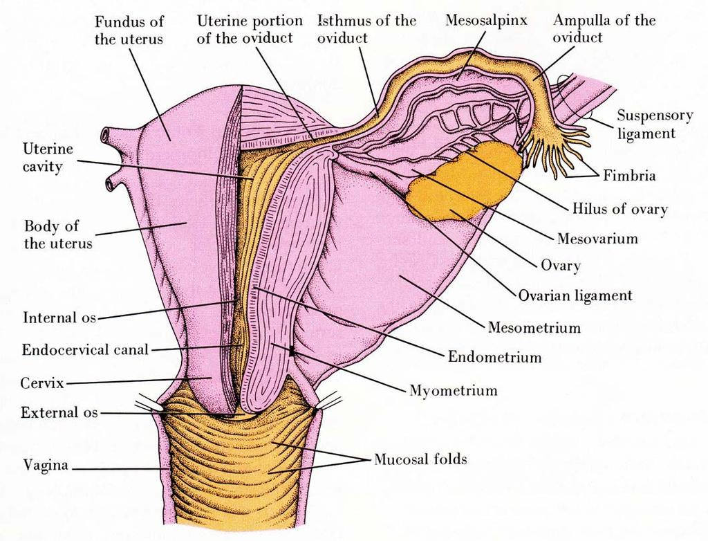 女性生殖系统 输卵管子宫部 输卵管峡 输卵管系膜 ( 输卵管 ) 壶腹 ( 输卵管 )