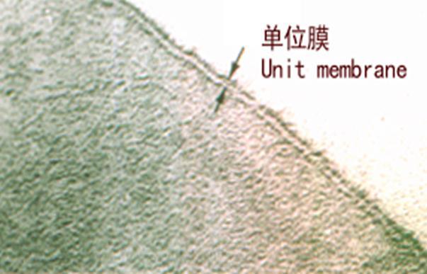 ( 一 ) 细胞膜 2 细胞膜 (cell membrane) 的结构 : 是包在细胞表面的一层薄膜, 它是细胞质的一部分, 因而又称质膜 (plasma membrane) 光镜下 : 一般难以分辨出细胞膜 电镜下 :