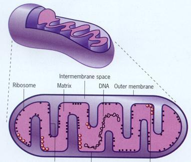 线粒体 (mitochondria) 电镜下 : 为双层单位膜构成的椭圆形小体 外膜光滑,
