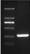 张力丹, 等. 小鼠次级淋巴组织趋化因子的原核表达及纯化 www.crter.org 总体积 50 μl PCR 扩增条件 :98 10 s,55 5 s, 72 30 s,40 个循环, 反应结束前 72 延伸 7 min PCR 产物经 SYBR Green Ⅰ 核酸凝胶染料染色 1.