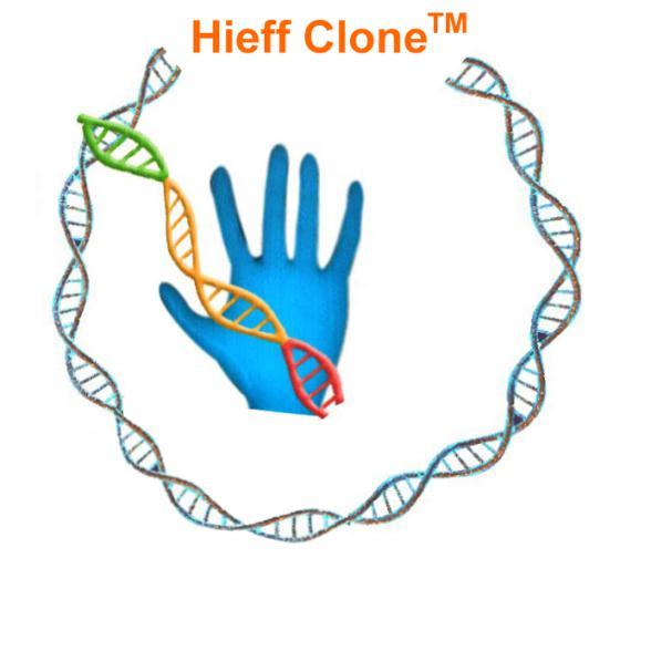 匠心品质, 快乐科研 分子克隆技术实验流程 Molecular Cloning Workflow