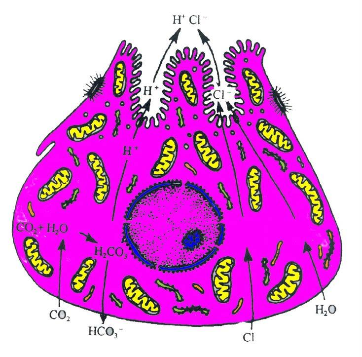 壁细胞功能 : 合成分泌盐酸 (HCl) 盐酸 : 激活胃蛋白酶原杀菌 CO 2 +H 2 O H 2 CO 3 H + : 被主动运至分泌小管