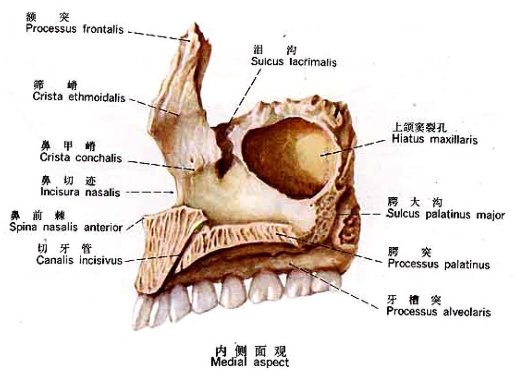 Facial Cranium Maxilla 上颌骨 Location and