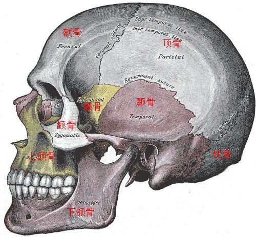 bone:paired, forms part of the cranial
