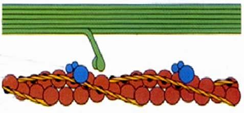 ( 四 ) 骨骼肌纤维的收缩原理 肌丝滑动原理 : 肌膜兴奋经横小管传向肌浆网,