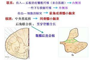 VIII 层 : 在脊髓不同节段此层的范围和形态也不同 胸髓此层位于 VII