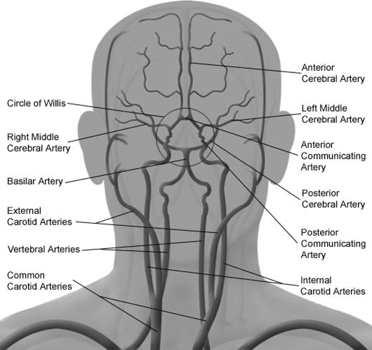 55 1. 脑的动脉 大脑动脉环 右大脑中动脉 左 右大脑前动脉 左大脑中动脉