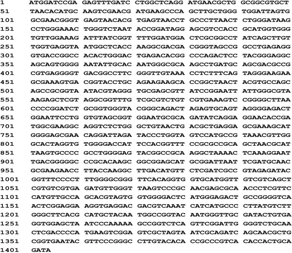 1446 微生物学通报 2008, Vol.35, No.9 图 3 菌株 ML909 的 16S rdna 基因序列 Fig.
