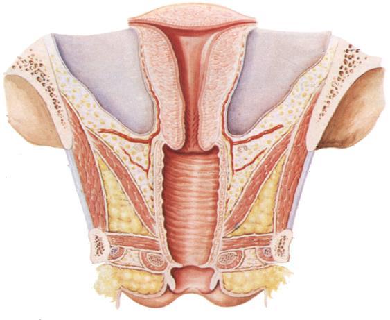 阴道阴道 (vagina) 是性交器官 月经血排出及胎儿娩出的通道 1.