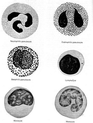 ( 二 ) 白细胞 (1eukocyte,white blood cell): 有粒白细胞 ( 粒细胞 ) 嗜天青颗粒 + 特殊颗粒