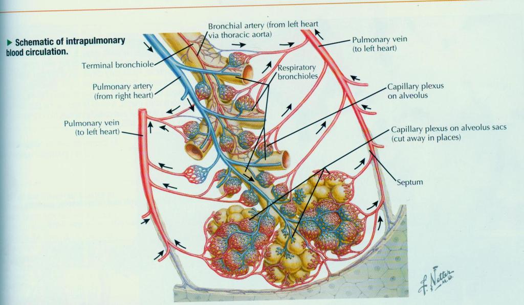 6. Vascular supply to lungs
