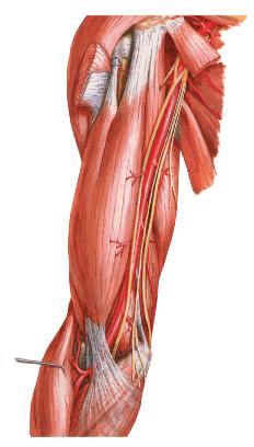 Brachial artery 肱动脉 deep brachial a. 肱深动脉 radial a.