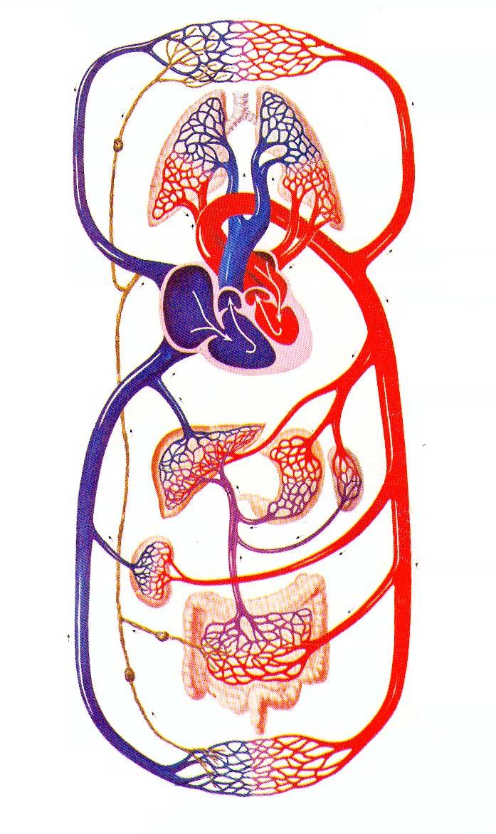 Arteries Arteries of pulmonary circulation