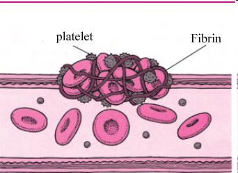 3. 机体的止 凝血功能和抗凝机制 (1) 机体的止 凝血功能 : 血管的止血功能 ( 血管痉挛 ) 血小板的作用 ( 激活 粘附 聚集 )