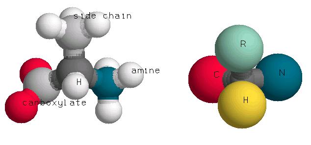 2 - 氨基酸通式