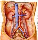 的腔静脉孔, 注入右心房 1 下肢的静脉深静脉 : 与同名动脉伴行, 由股 V 续于髂外 V 浅静脉 : 大隐静脉 足背静脉网的内侧, 经内踝 前方沿下肢内侧上行 股静脉 小隐静脉 足背静脉网外侧, 经外踝后方沿小腿后面上行, 在腘窝 腘静脉 图片 :