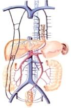 经肝门入肝后反复分支, 汇成肝内小 V 三支肝 V 下腔静脉 3 盆部的静脉壁支 : 与同名动脉伴行 脏支 : 起自盆腔脏器周围的静脉丛, 包括 : 膀胱丛子宫阴道丛直肠丛壁支和脏支均汇入髂内静脉髂外静脉和髂内静脉在骶髂关节前方, 汇成髂总静脉 联系临床