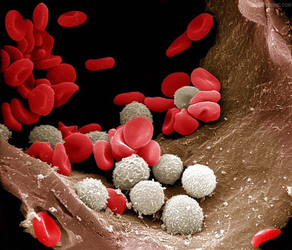 ( 二 ) 白细胞 (leukocyte,white blood cell) 球形细胞, 有细胞核