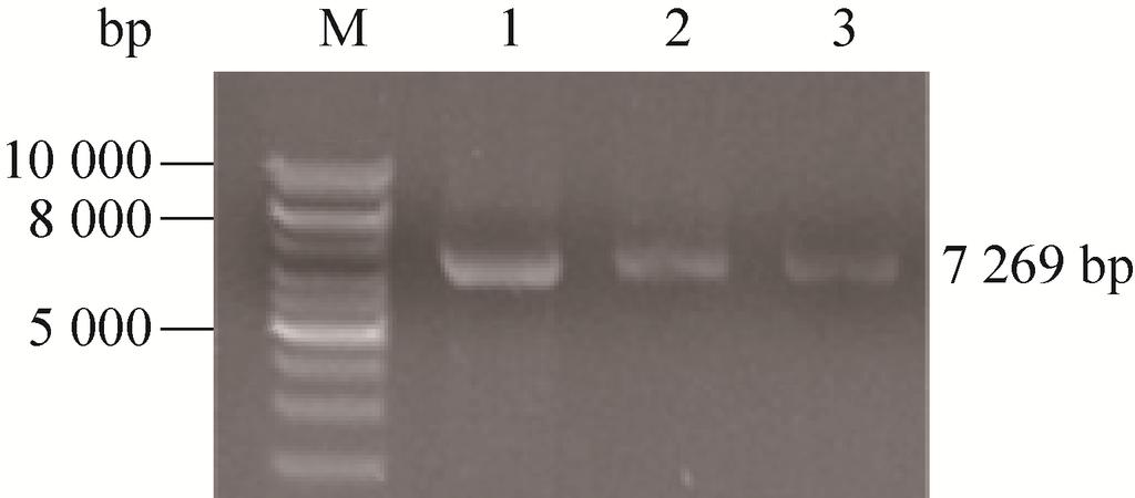 献报道 β-葡萄糖醛酸苷酶中 Asp414 Asp505 [19] 定量复筛相结合的方法对突变文库筛选 通过 参与糖苷键的断裂 His332 基因测序及序列分析获得了优势突变酶 R329K Arg563 Lys567 Asn569 位于糖基结合位点 和 T369V (图 5) HPLC 检测结果计算获得 原 与糖基识别相关 [20-21] 在