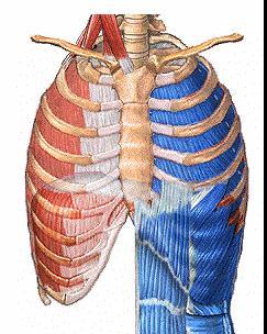原动力 : 呼吸运动是肺通气原动力 直接动力 : 肺内压与外界大气压间的压力差 ( 二 ) 肺通气阻力 1.
