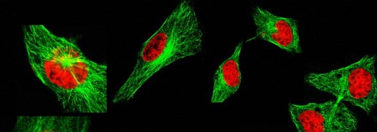细胞核具有显著的细胞周期时相变化