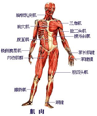3 肌肉组织 (muscle tissue) 主要成分是肌细胞 ( 又称肌纤维 ), 细胞间有少量的结缔组织 血管 淋巴管及神经