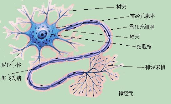 神经元 (neuron) 是特殊类型的细胞, 具有胞突, 即树突和轴突,