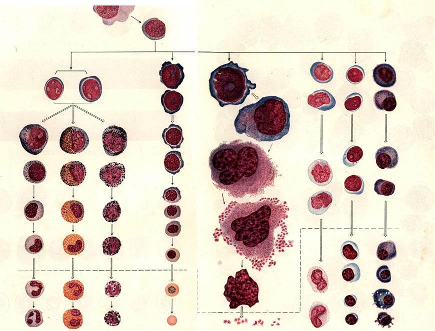 正常血细胞形态学