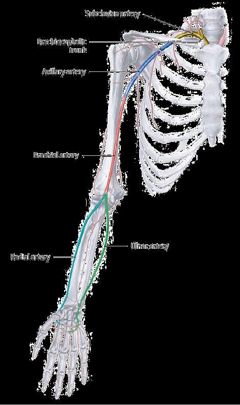 上肢的动脉 (Arterial Supply of the Upper Limb) 锁骨下动脉 (subclavian artery) 第 1 肋外侧缘腋动脉 (axillary artery) 大圆肌下缘肱动脉