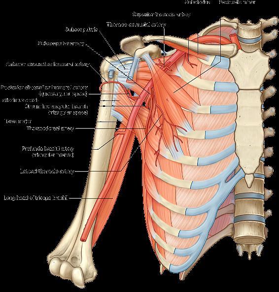 腋动脉 (Axillary Artery) 胸上动脉 (superior