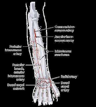 branch) 尺动脉 (ulnar artery) - 骨间总动脉 (common