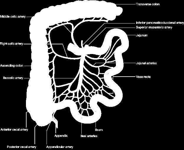 肠系膜上动脉 (Superior Mesenteric Artery)